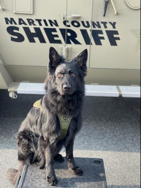 A photo of MCSO K-9 Loki