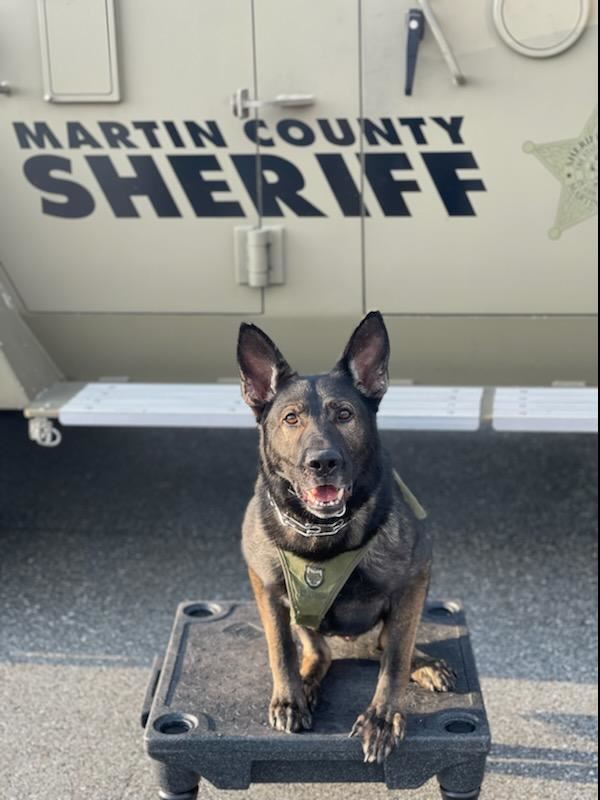 A photo of MCSO K-9 Zorro