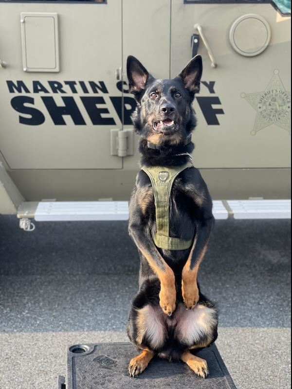 A photo of MSCO K-9 Groll